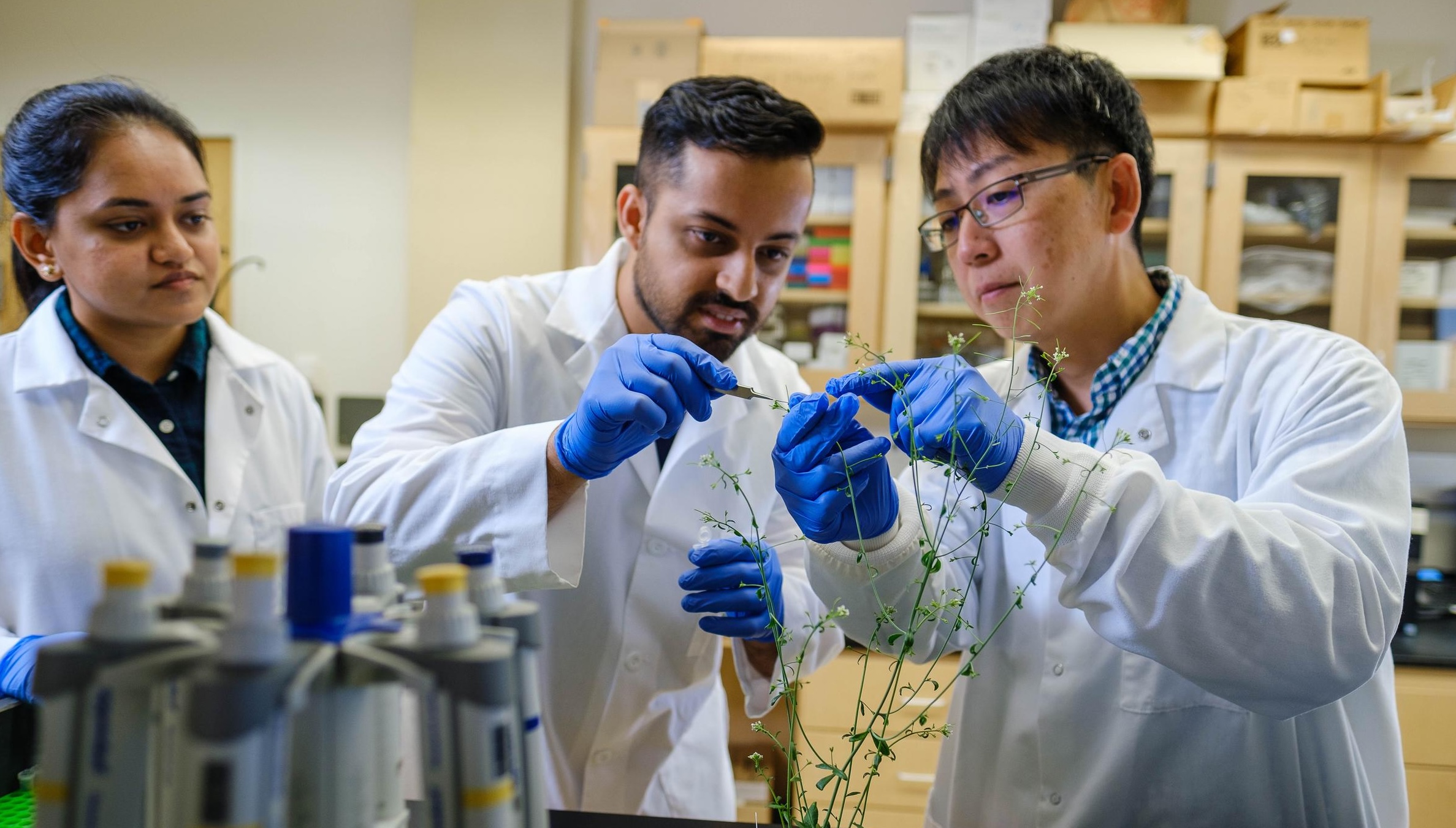 Associate Professor Tomokazu Kawashima conducted Arabidopsis Sperm Cell research in his lab in the Plant Science Building